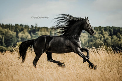 WOOW Show-Shine-Spray, Mähnen-, Schweif- und & Fellspray